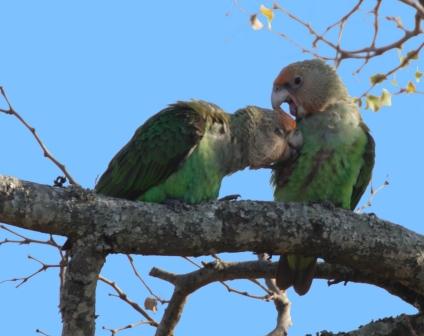 Ein Paar aufgenommen im Kruger NP